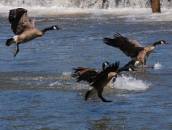 geese landing on water