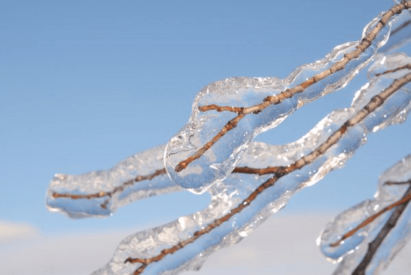 Ice on tree limbs