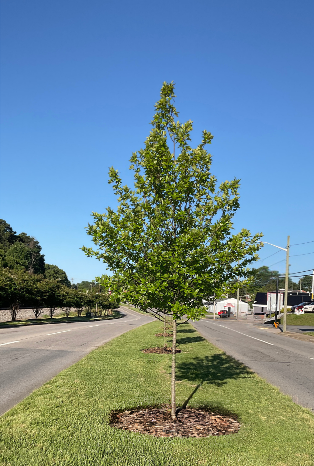 West Main Street with Trees