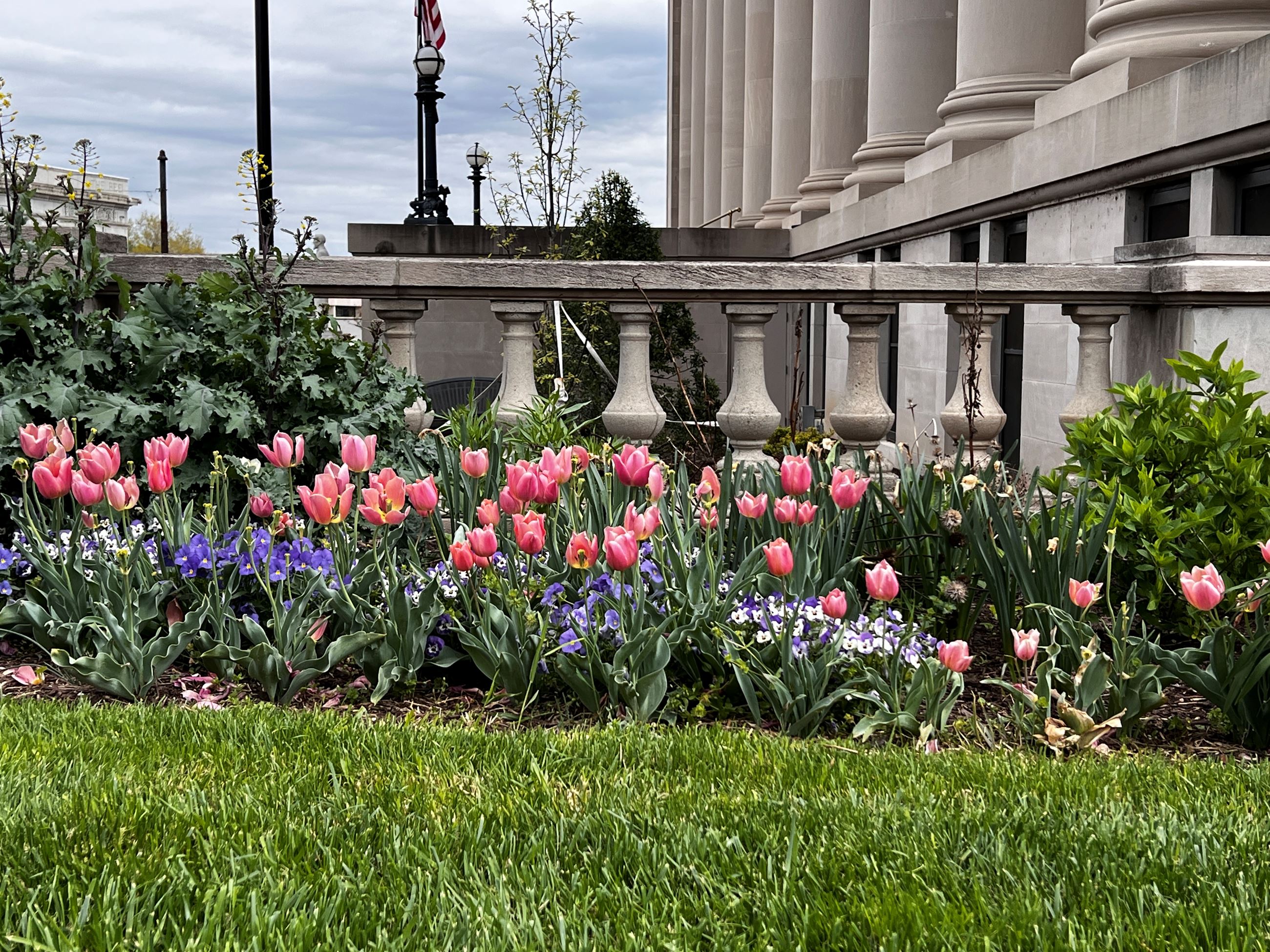 City Hall Tulips