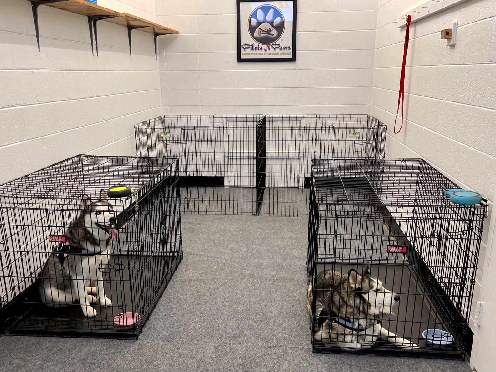 Transient Pets Lounge