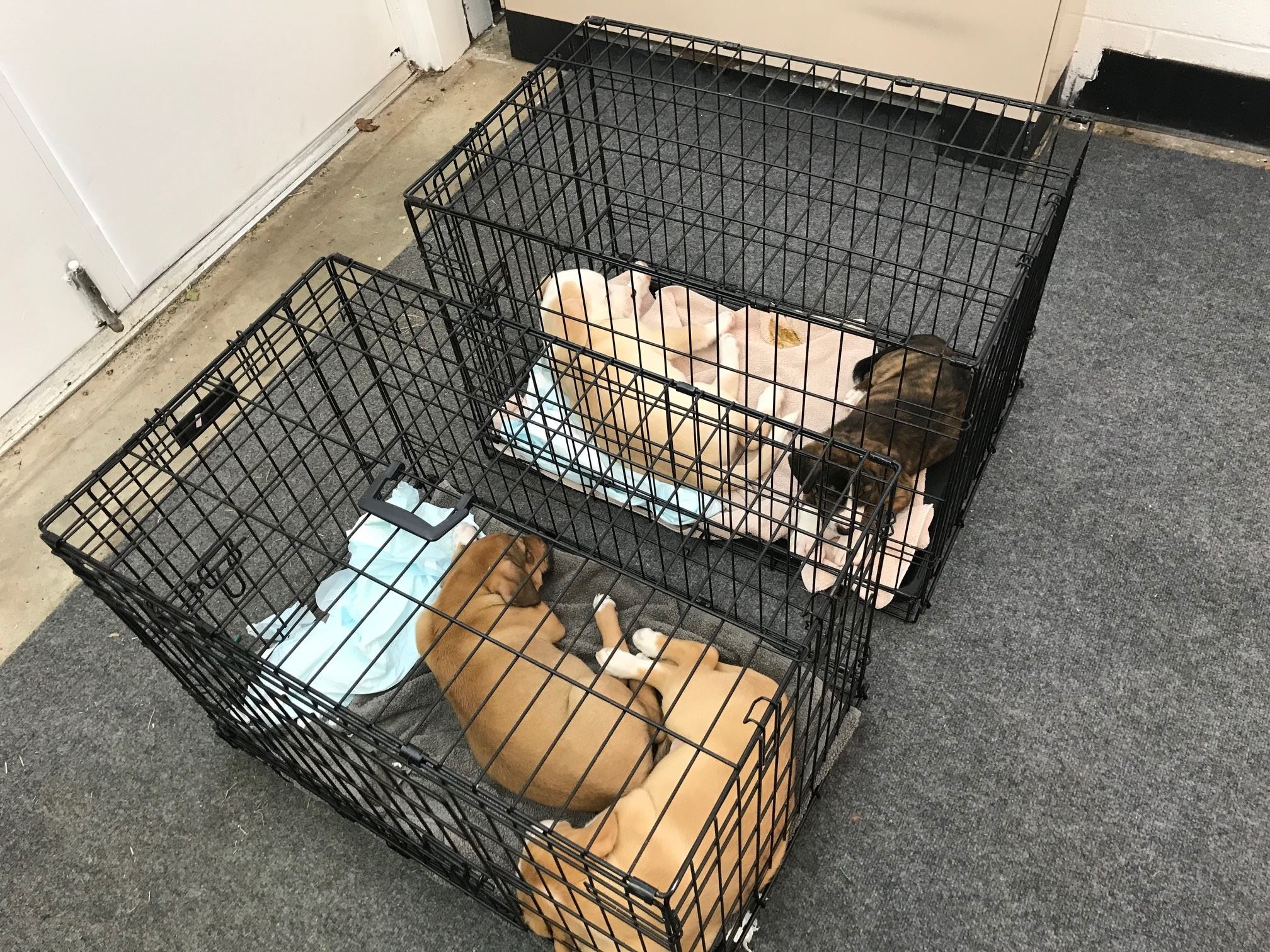 Pet Lounge in use